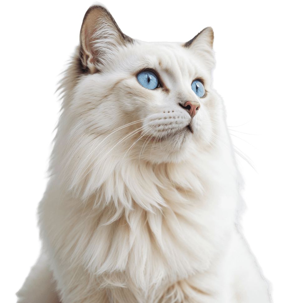 Katzenversicherung