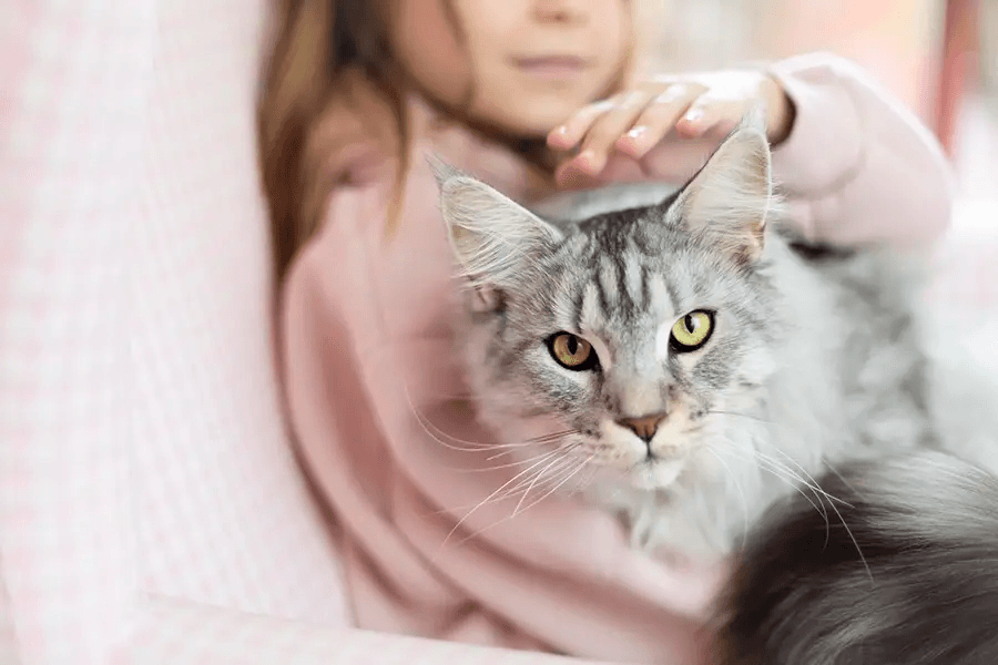 Katzen-Krankenversicherung